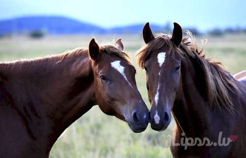 Познакомлюсь с девушкой.