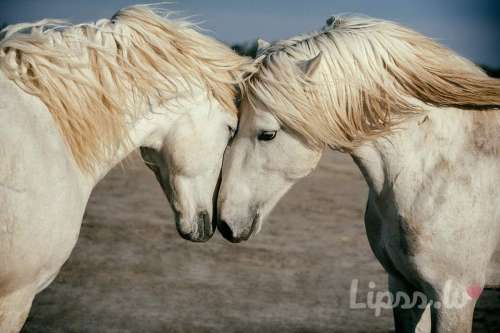 Познакомлюсь с девушкой