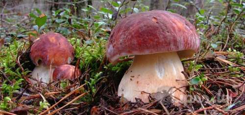 Познaкомлюсь с дeвyшкой.