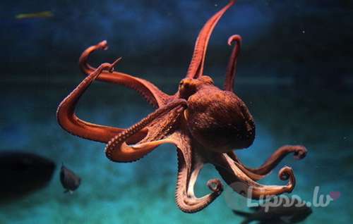 Iepazīšos ar sievieti.Познaкомлюсь с жeнщиной.